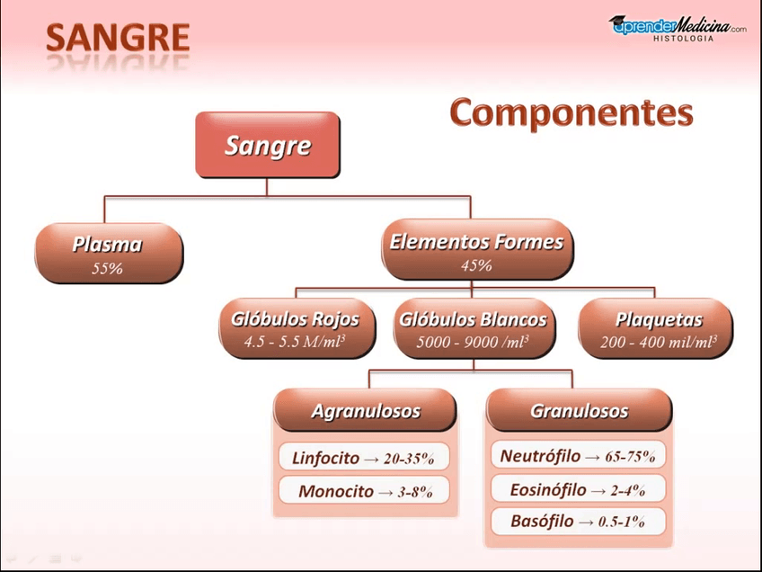 Miniatura del documento Sangre.mp4