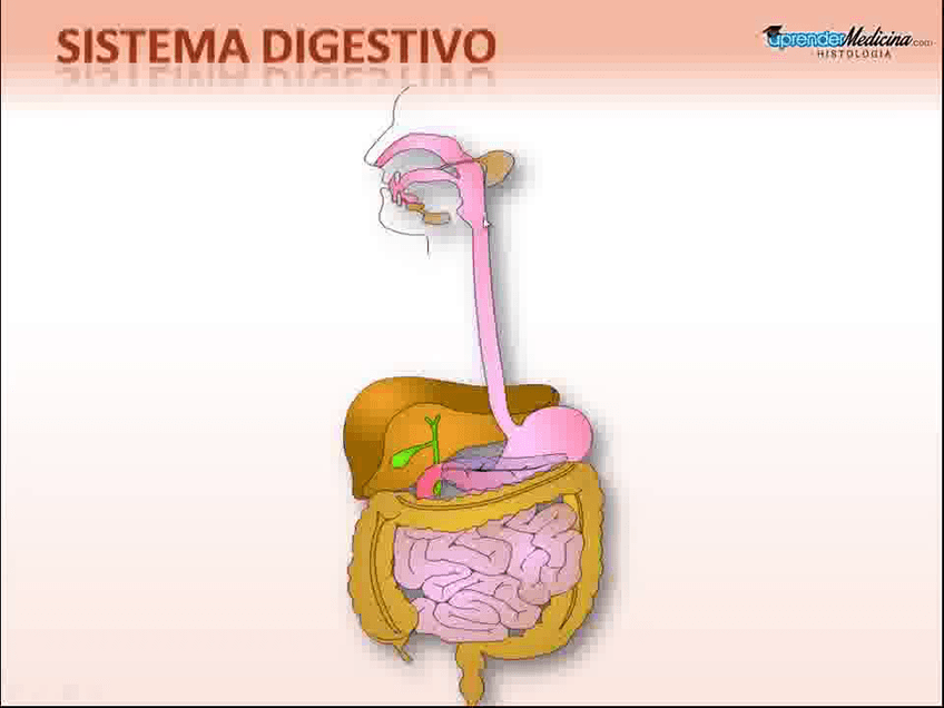 Miniatura del documento Sistema-Digestivo.avi