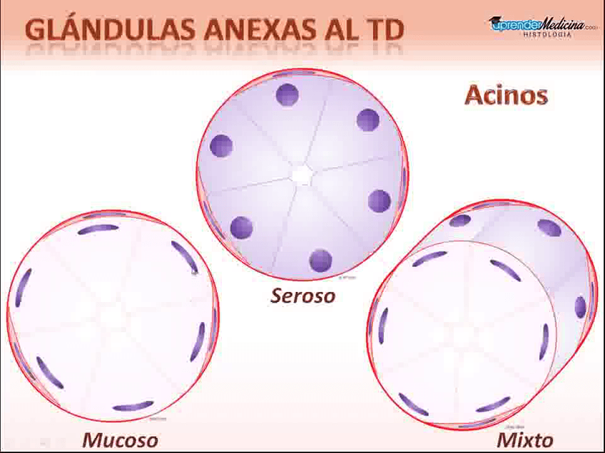 Miniatura del documento Glandulas-Salivales.avi