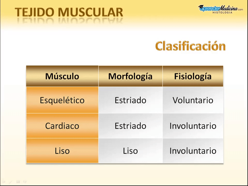 Miniatura del documento Musculo.mp4