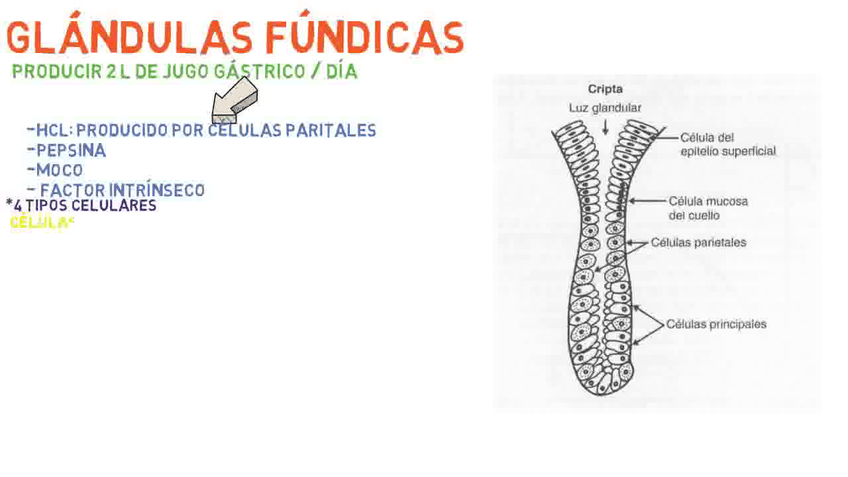 Miniatura del documento Estomago-Sistema-digestivo.avi