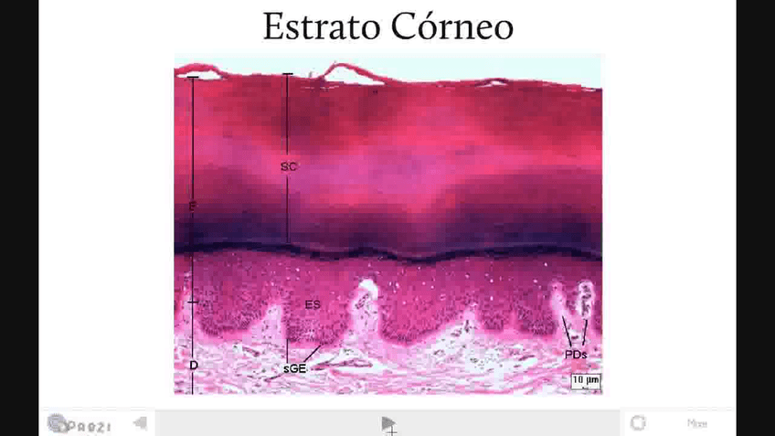 Miniatura del documento Sistema-Tegumentario.avi