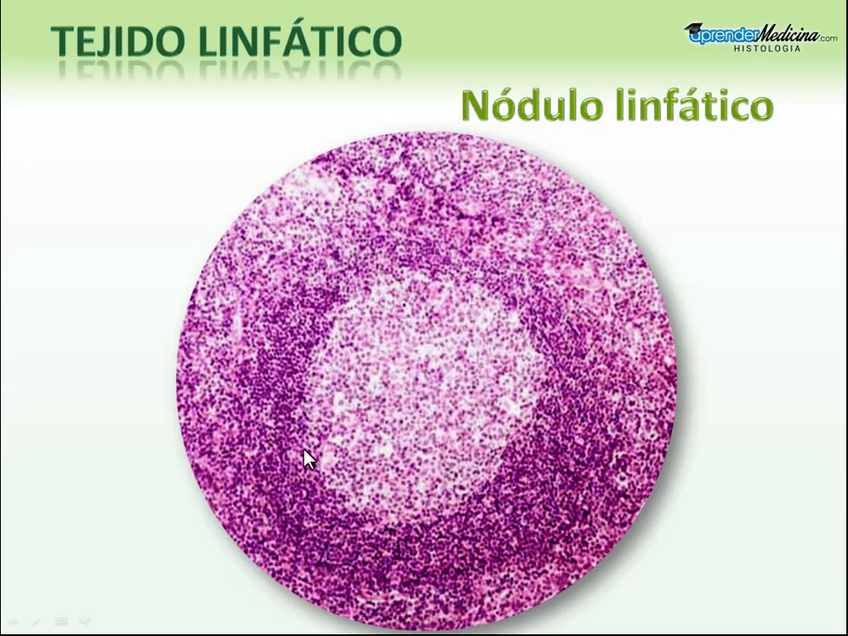 Miniatura del documento Tejido-Linfatico.mp4