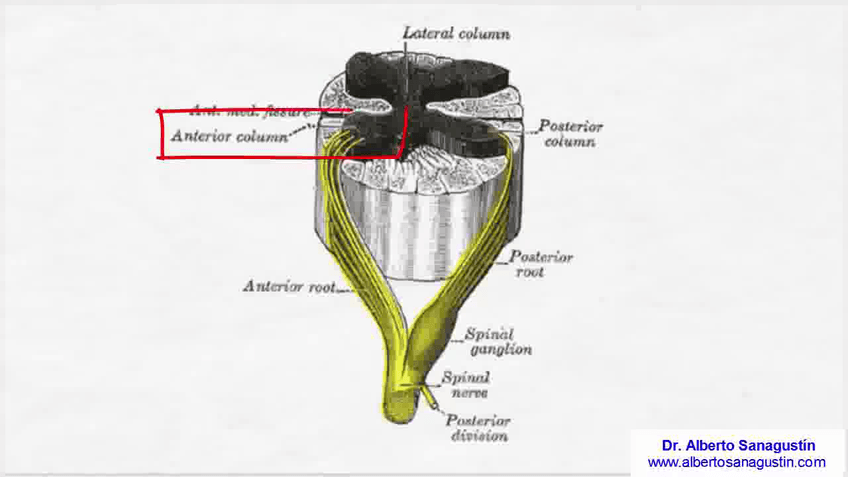 Miniatura del documento Sistema-Nervioso-Anatomia-y-Fisiologia.avi