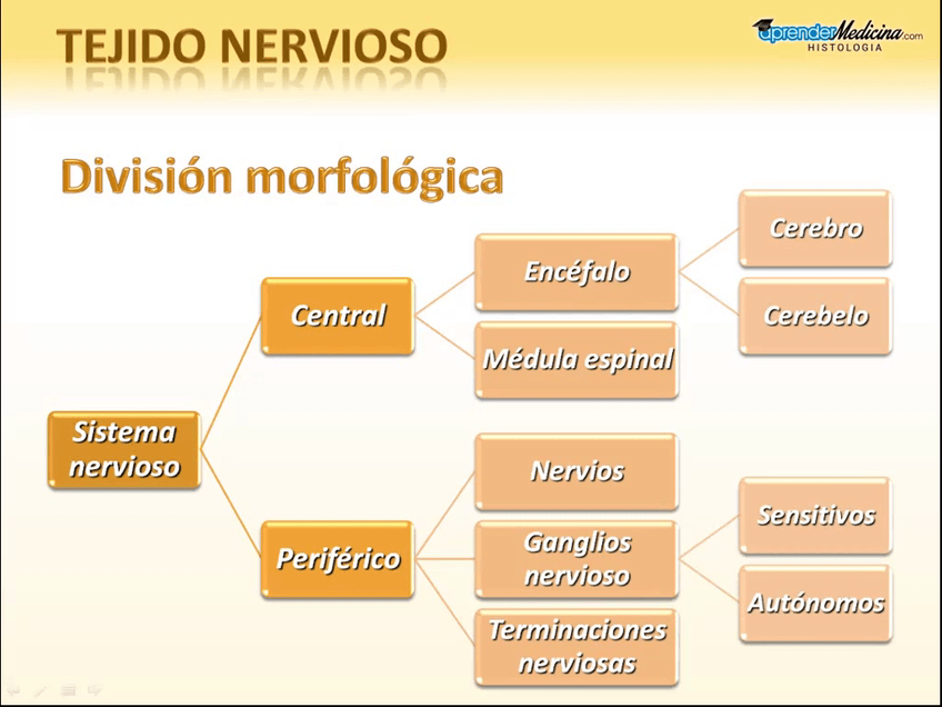 Miniatura del documento Tejido-Nervioso.mp4