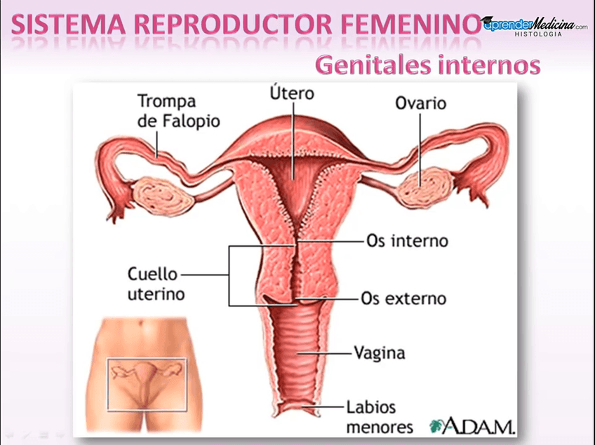 Miniatura del documento Sistema-Reproductor-Femenino.mp4