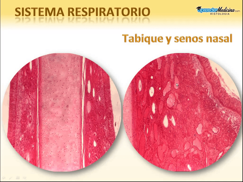 Miniatura del documento Sistema-Respiratorio.mp4