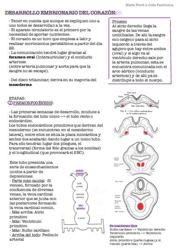 Miniatura del documento Seminaris-Anato-Embriologia-2.pdf