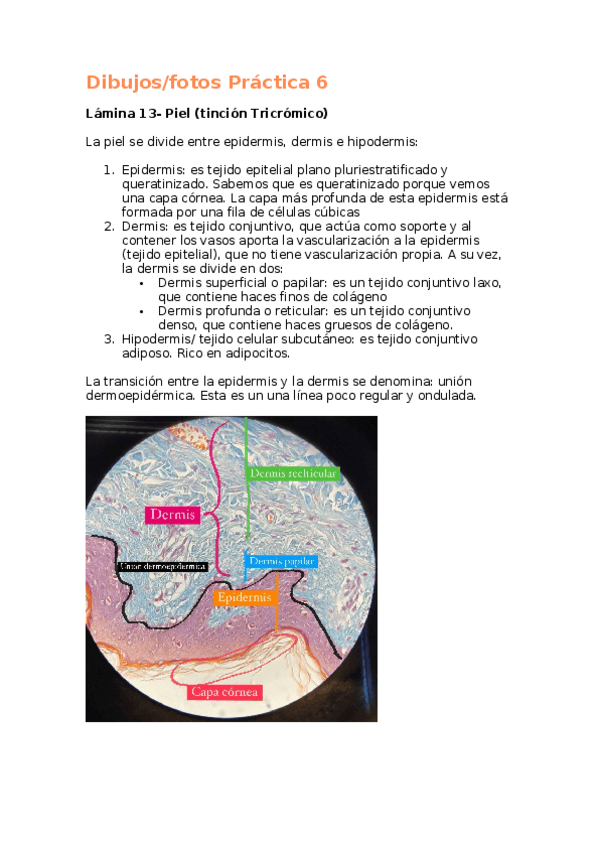 Miniatura del documento Practica-6-histologia.docx