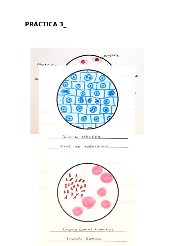 Miniatura del documento PRACTICA-3-BIO-CEL.docx