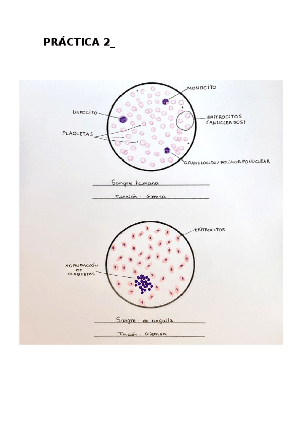 Miniatura del documento PRACTICA-2-BIO-CEL.docx