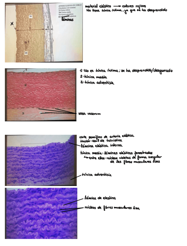 Miniatura del documento Seminarios1.pdf