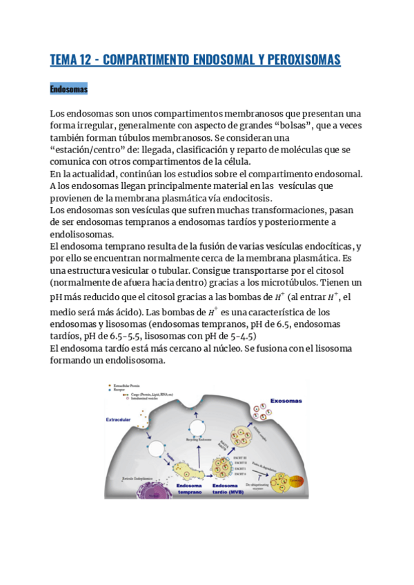 Miniatura del documento TEMA-12-COMPARTIMENTO-ENDOSOMAL-Y-PEROXISOMAS.pdf