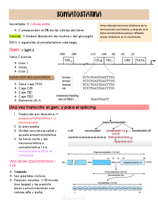 Miniatura del documento Somatostatina.pdf