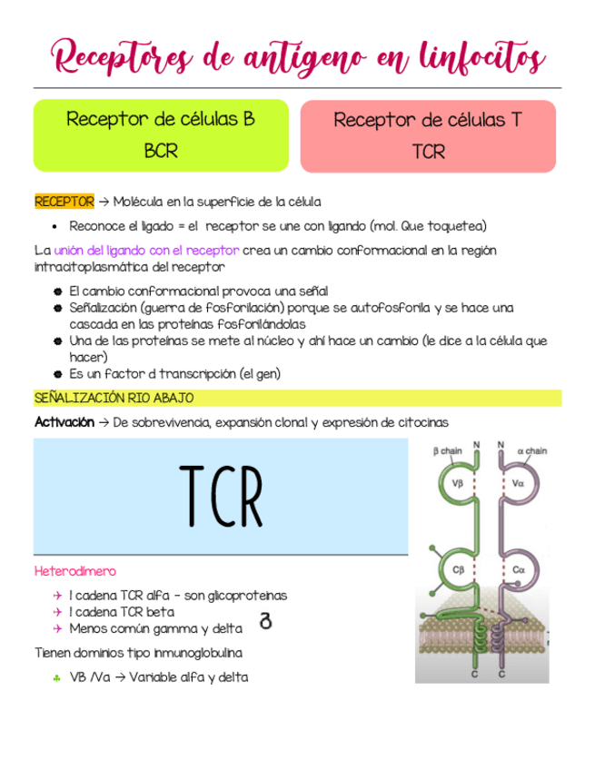 Miniatura del documento Receptores-de-antigeno-en-linfocitos.pdf