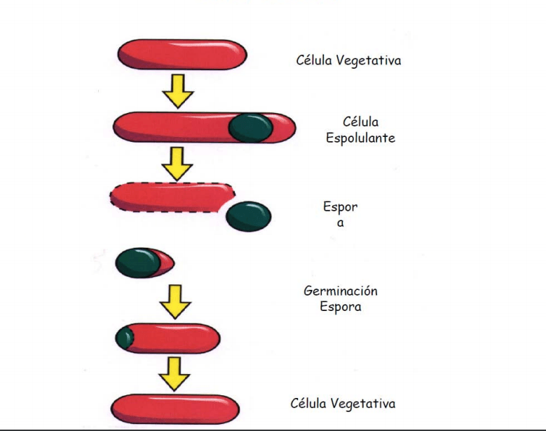 Miniatura del documento e.png