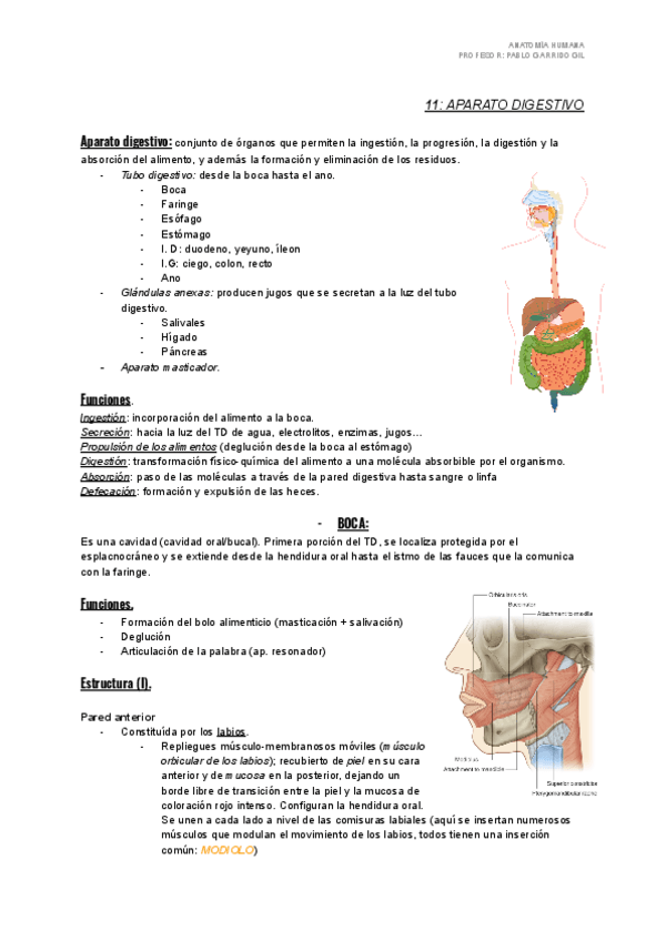Miniatura del documento Digestivo-y-Genitourinario.pdf