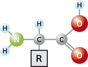 Miniatura del documento aminoacidos-01.png