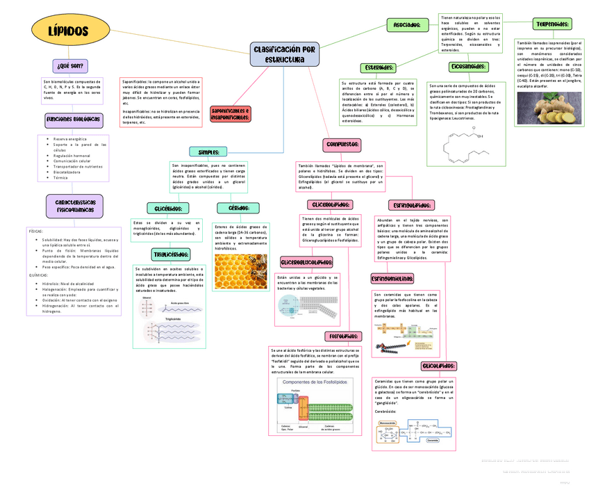 Miniatura del documento MAPA-CONCEPTUAL-DE-ESTRUCTURA-CLASIFICACION-Y-FUNCION-DE-LOS-LIPIDOS.pdf