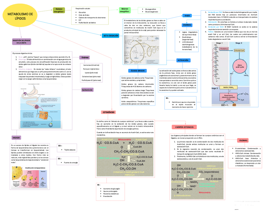Miniatura del documento Mapa-de-lipidos-PARTE-1.pdf