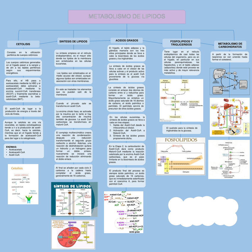 Miniatura del documento METABOLISMO-DE-LIPIDOS-PARTE-2.pdf