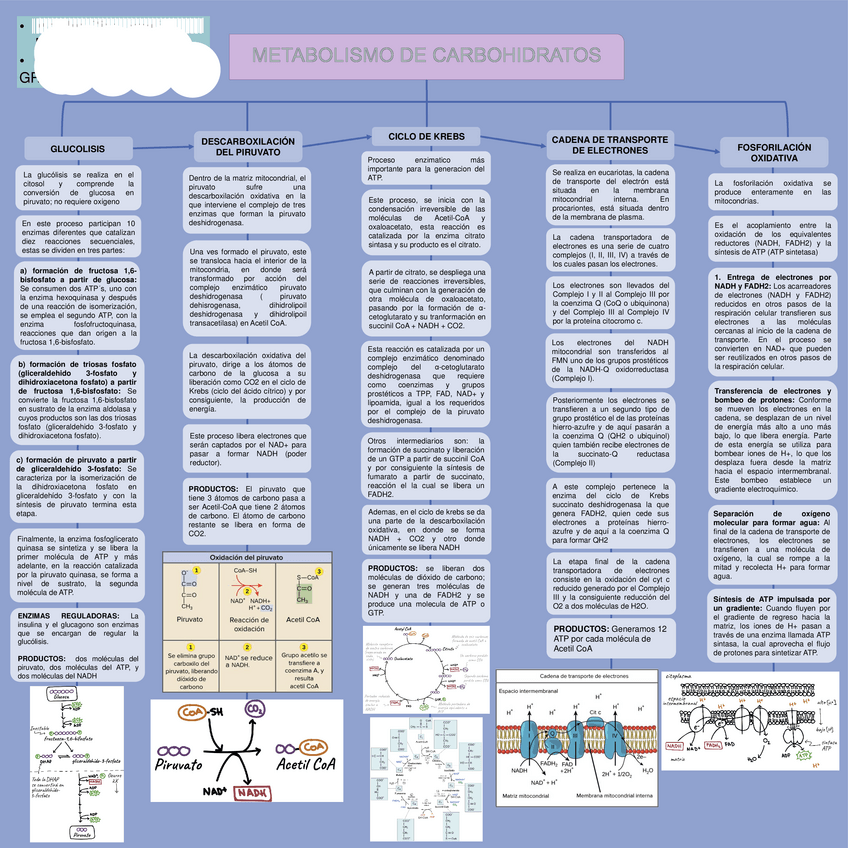 Miniatura del documento METABOLISMO-DE-CARBOHIDRATOS-PARTE-1.pdf