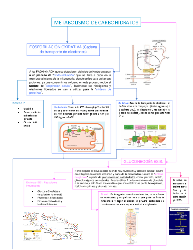 Miniatura del documento METABOLISMO-DE-CARBOHIDRATOS-PARTE-2.pdf