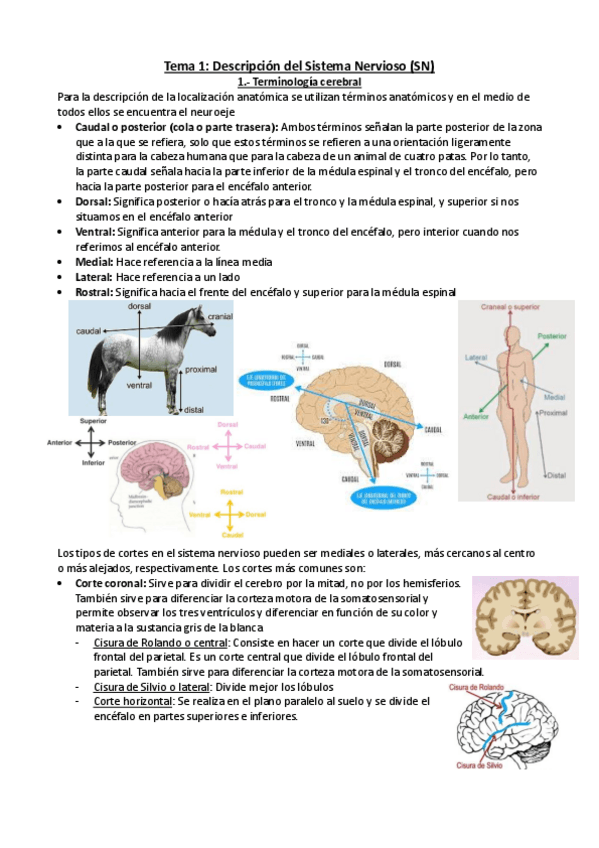Miniatura del documento Descripcion-del-Sistema-Nervioso.pdf