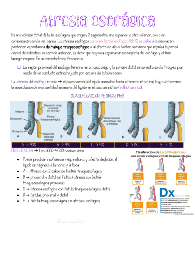 Miniatura del documento Malformaciones-digestivas.pdf
