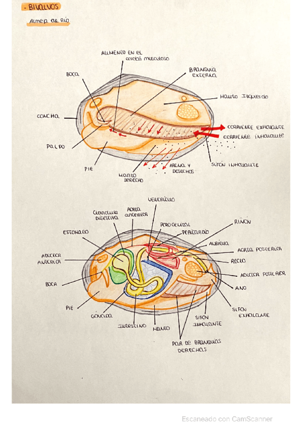 Miniatura del documento DIBUJOS-2CUATRI.pdf