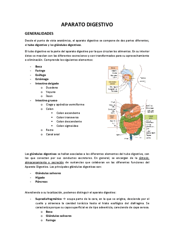Miniatura del documento Aparell-Digestiu.pdf
