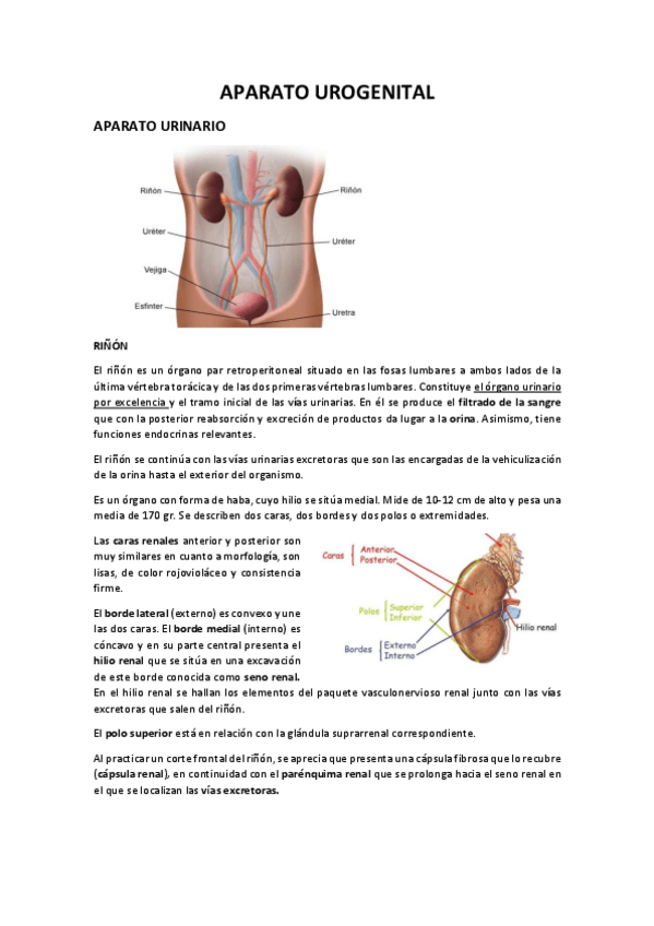 Miniatura del documento Aparell-Urogenital.pdf