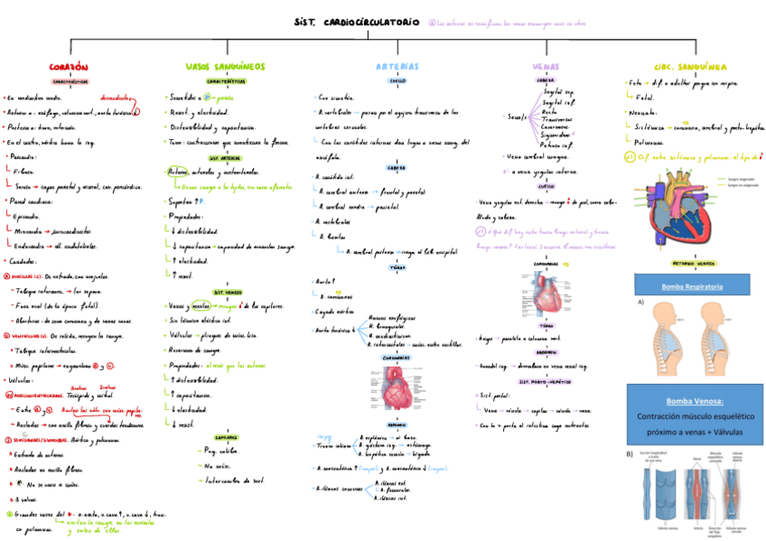 Miniatura del documento T11-Sistema-Cardiocirculatorio.pdf