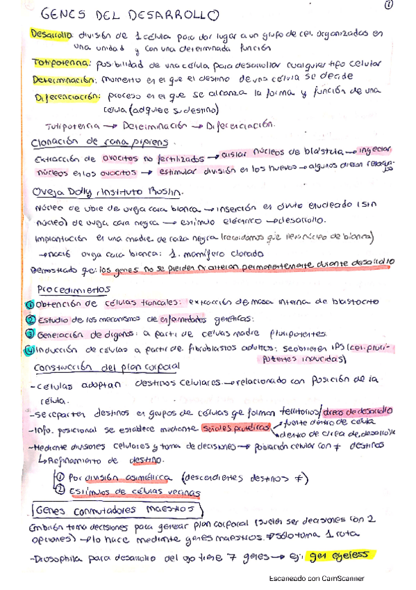 Miniatura del documento Genes-del-desarrollo-Tema-5-genetica.pdf