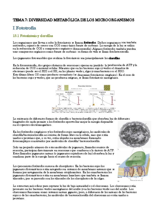 Miniatura del documento Tema7-DIVERSIDAD-METABOLICA-DE-LOS-MICROORGANISMOS.pdf