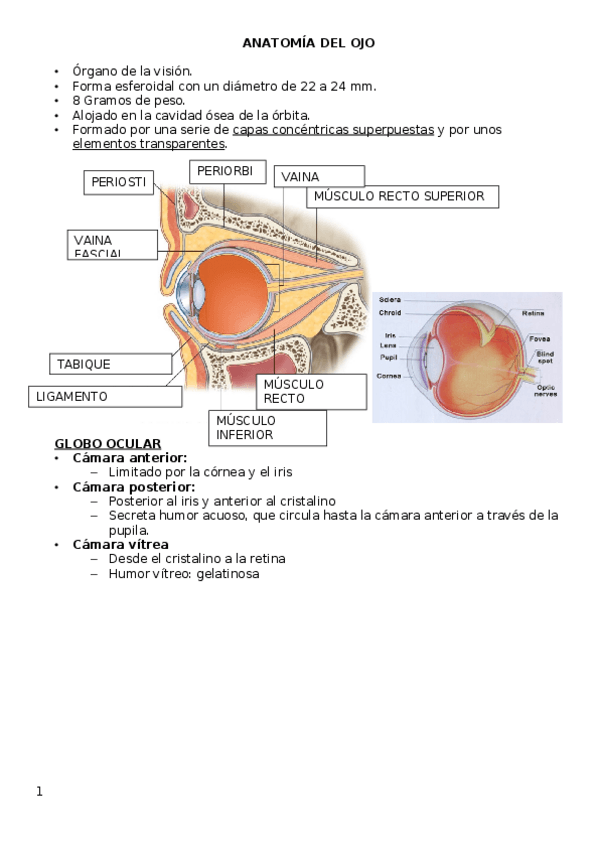 Miniatura del documento ANATOMIA-DEL-OJO.docx