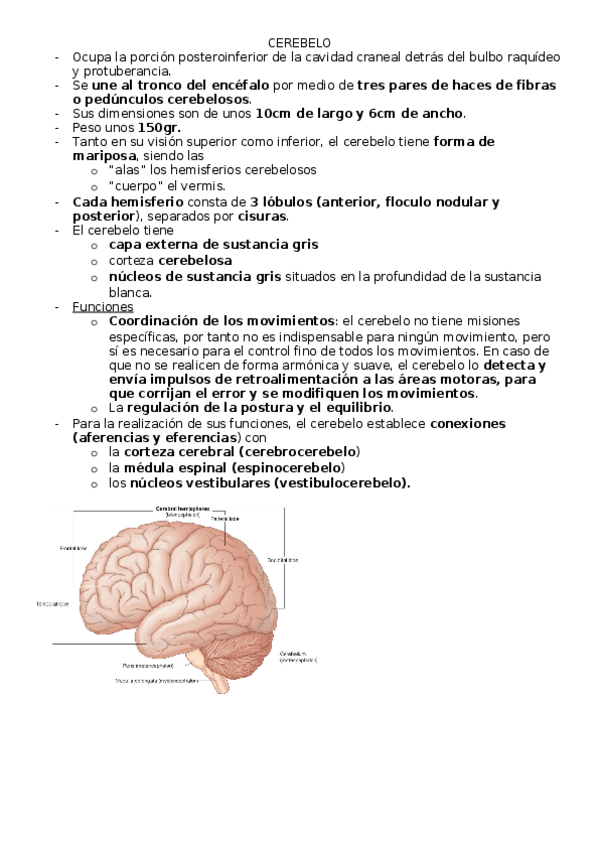 Miniatura del documento CEREBELO.docx