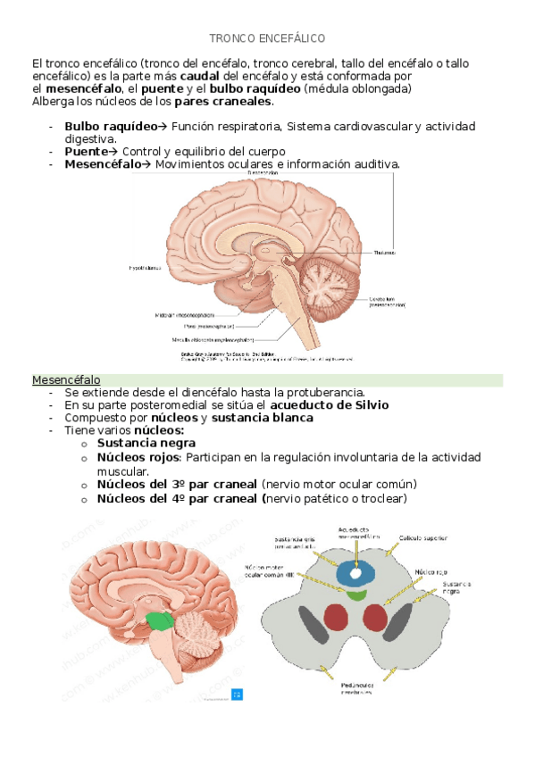 Miniatura del documento TRONCO-ENCEFALICO.docx