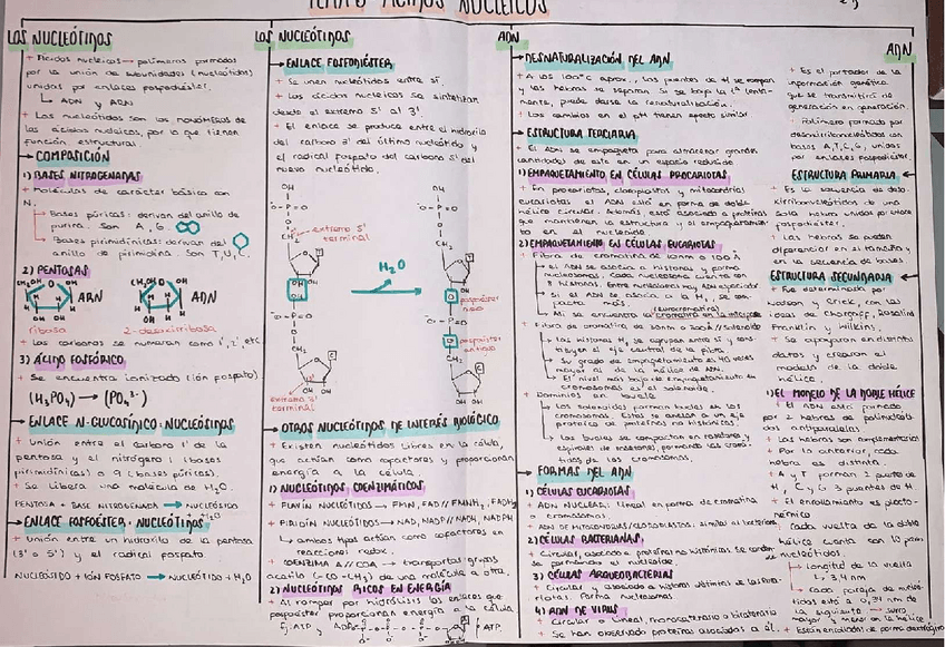Miniatura del documento ESQUEMAS-AC-NUCLEICOS-Y-PROTEINAS.pdf