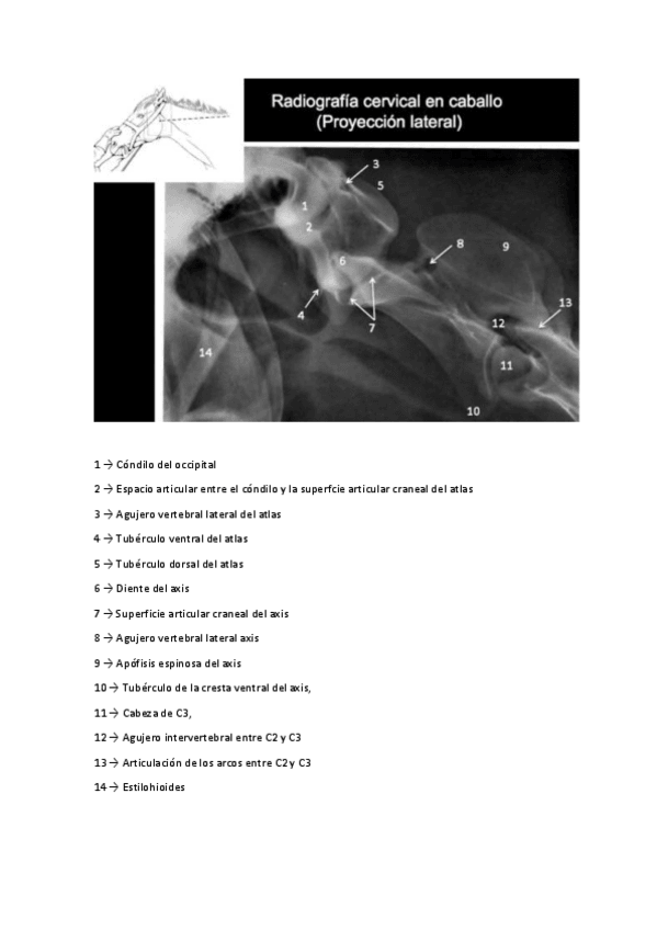 Miniatura del documento Todas-las-radiografias.pdf