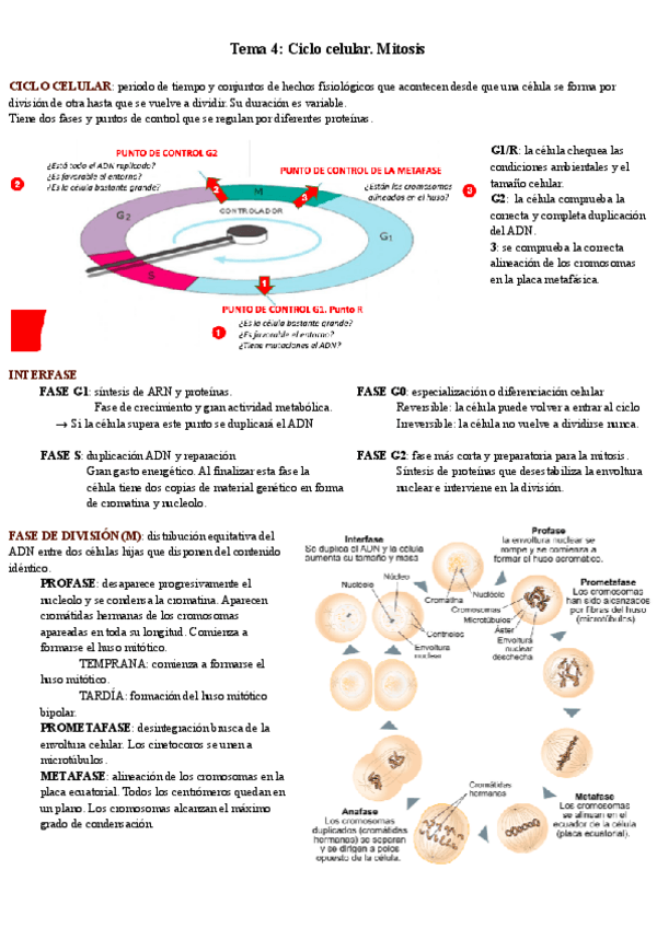 Miniatura del documento Tema-4-Ciclo-celular.pdf