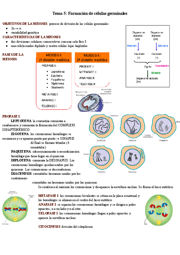 Miniatura del documento Tema-5-Formacion-de-celulas-germinales.pdf