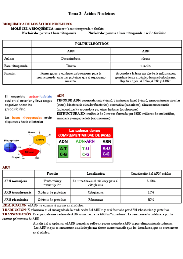 Miniatura del documento Tema-3-Acidos-Nucleicos.pdf