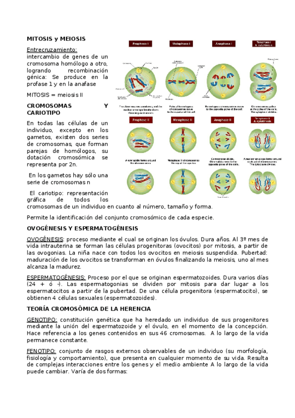 Miniatura del documento Resumen-psicobiologia-tema-2-genetica.docx