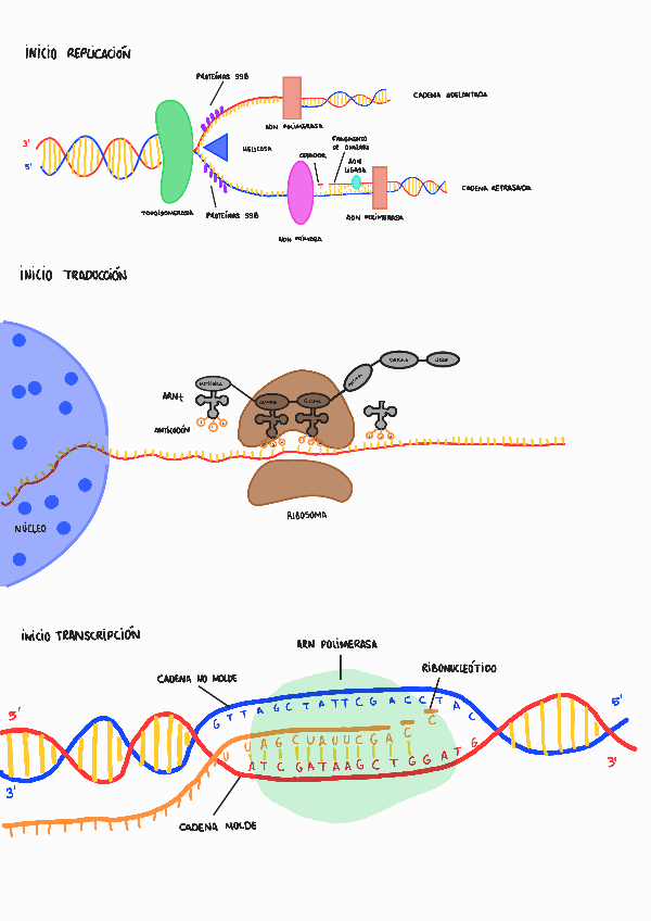 Miniatura del documento Replicacion-traduccion-transcripcion220118103232.pdf