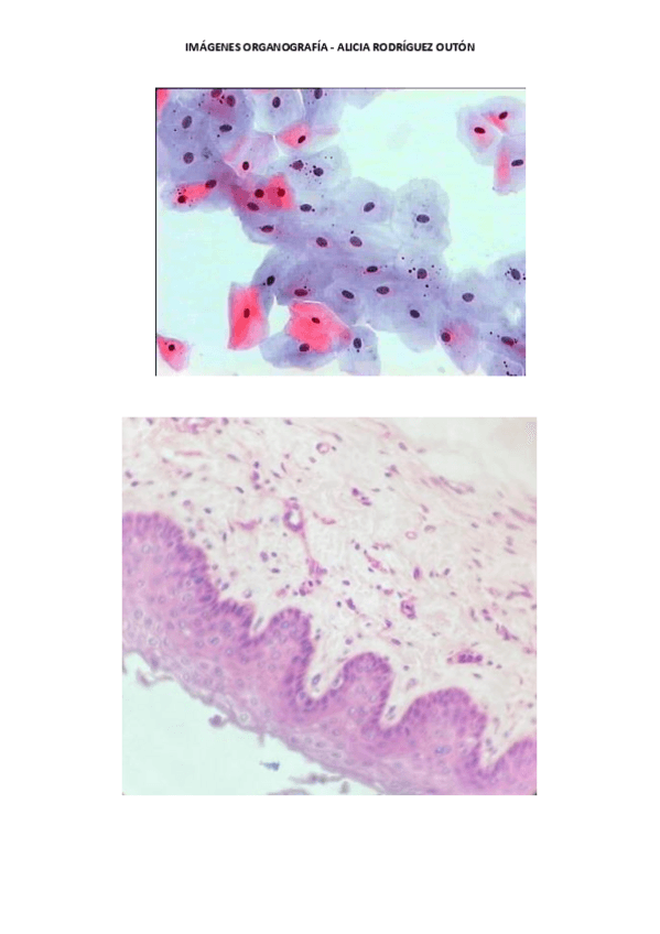 Miniatura del documento IMAGENES-ORGANOGRAFIA-PARA-COMPLETAR-.pdf