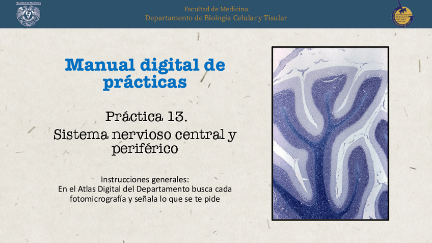 Miniatura del documento Practica-13-Sistema-Nervioso-.pdf