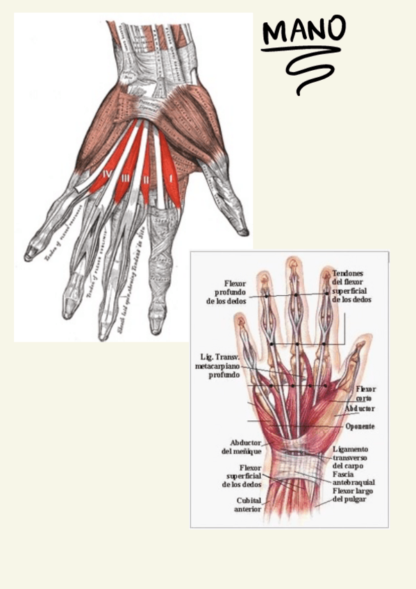 Miniatura del documento Tp-8Musculos-Mano.pdf