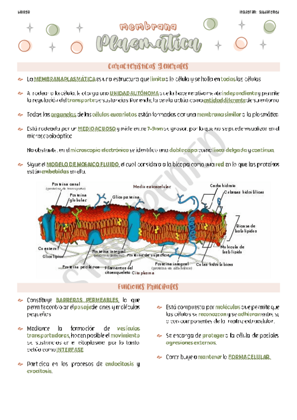 Miniatura del documento Membrana Plasmática