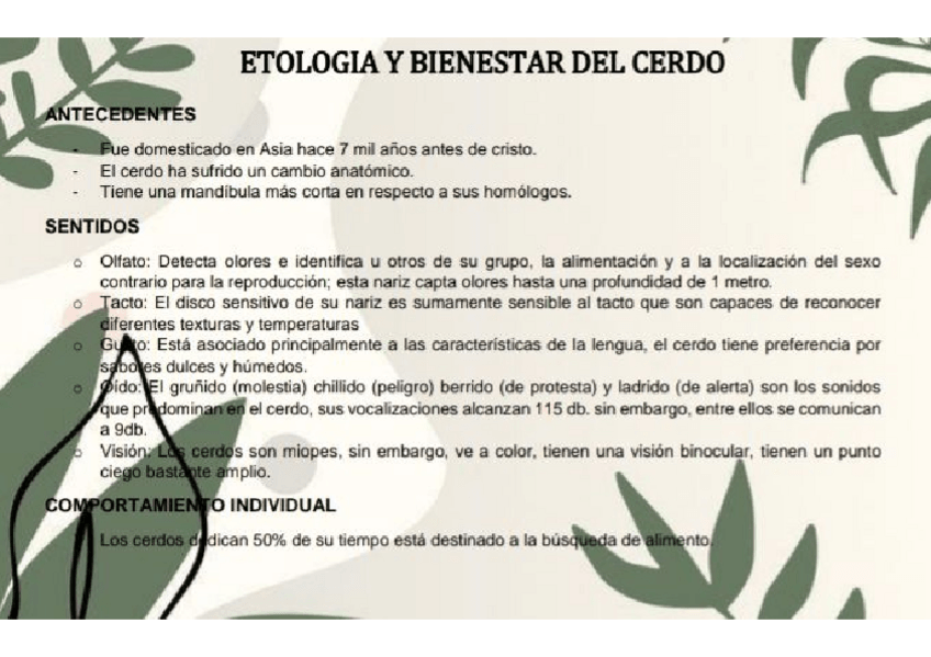 Miniatura del documento ETOLOGIA-DEL-CERDO.pdf